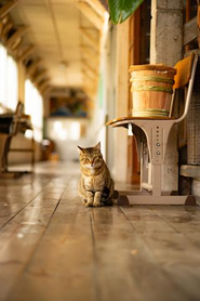 地域猫の"さくら"ちゃん。だいたい毎日会えます。