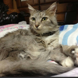 俊介 大政