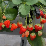 山口  菜緒