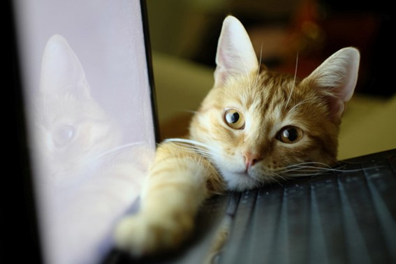 Staff Story Vol.1　「ねこ・を・かぶる？」