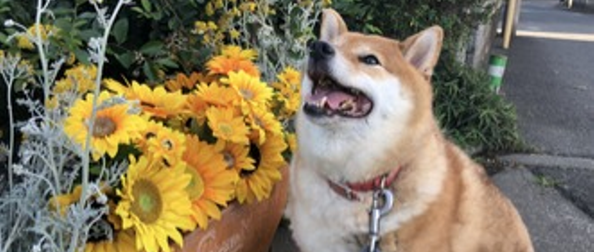 エンジニア育成を最重視！OJTでITキャリアをスタートしましょう！