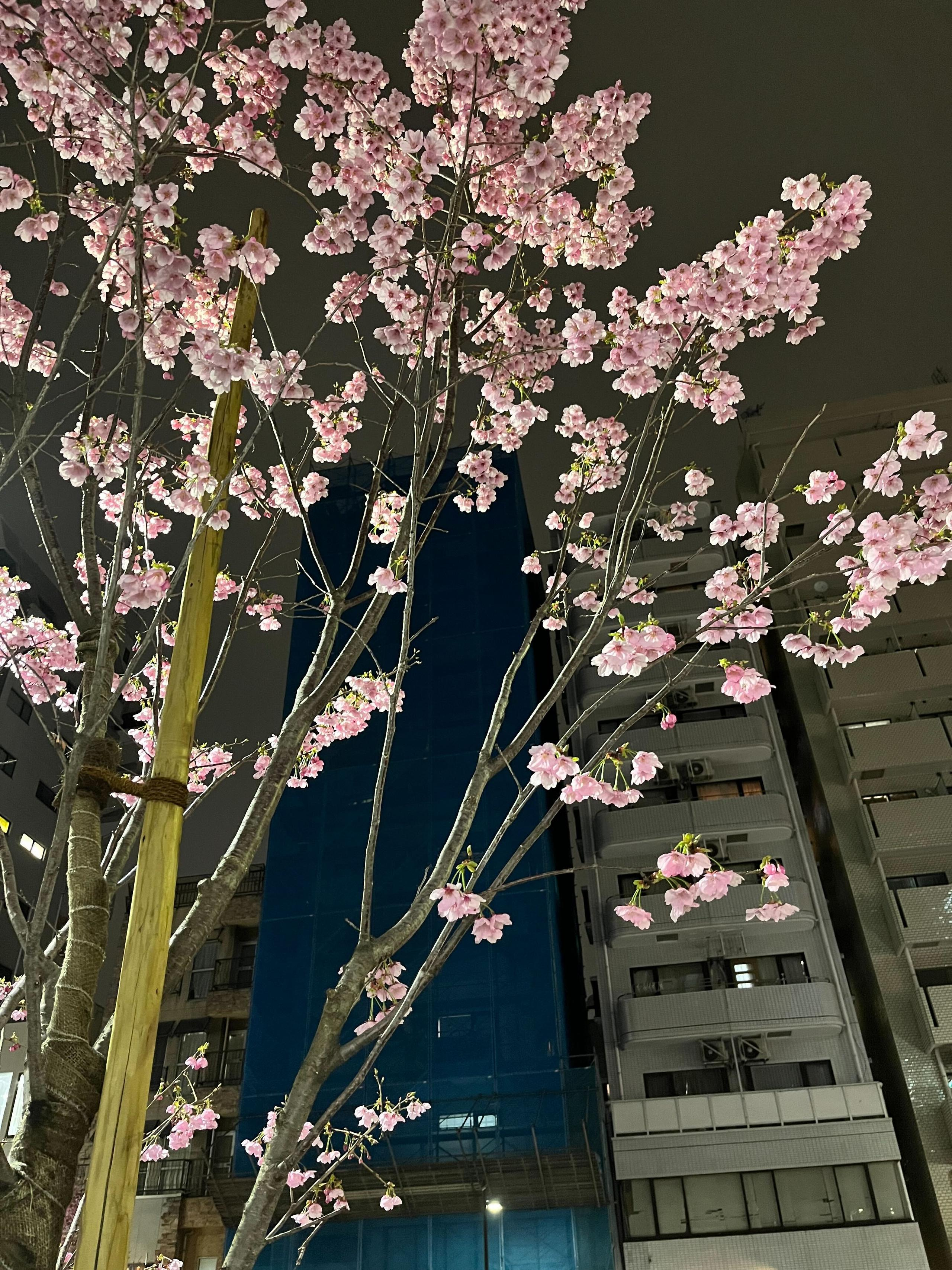 【イベント情報】第一弾は花見！