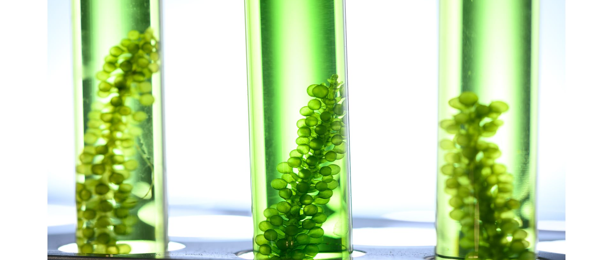 藻類を活用したサステイナブル事業の創業メンバー/CxO候補募集！