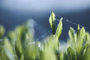 天敵が害虫を喰み、茶畑が健やかに育つ