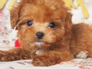 「動物と人との出逢い」のプラットフォームで業界第1位を目指します！