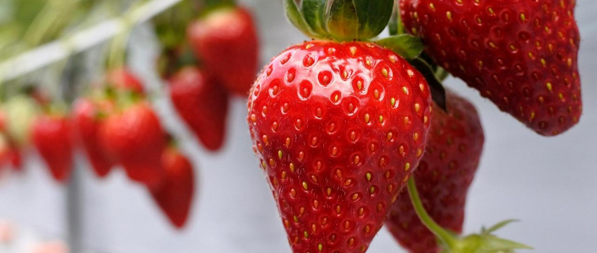 埼玉｜ゼロから創る楽しさ！2025年新設のイチゴ農園を一緒に創りませんか？