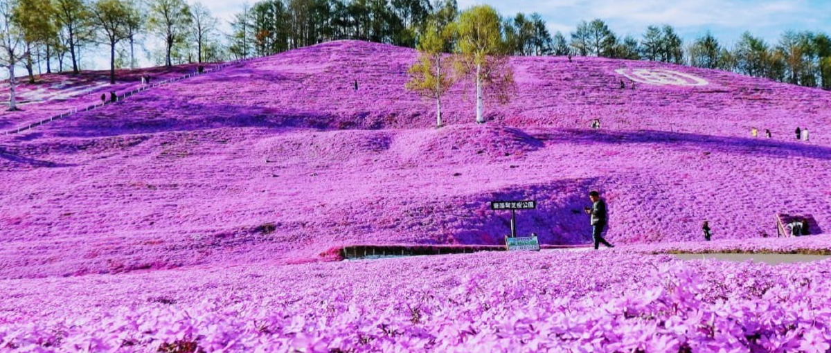 北海道・大空町｜芝桜の絶景を未来へつなぐ。地域おこし協力隊を募集！