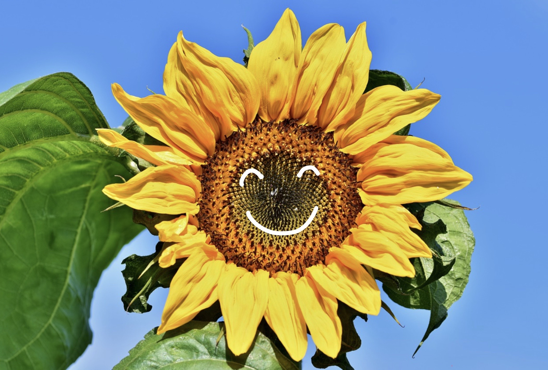 有限会社ひまわり不動産