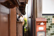 たくさん村猫がいます、こちらはミケ