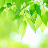 海野 海野ひなた