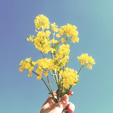 栗山 花菜