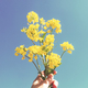 栗山 花菜