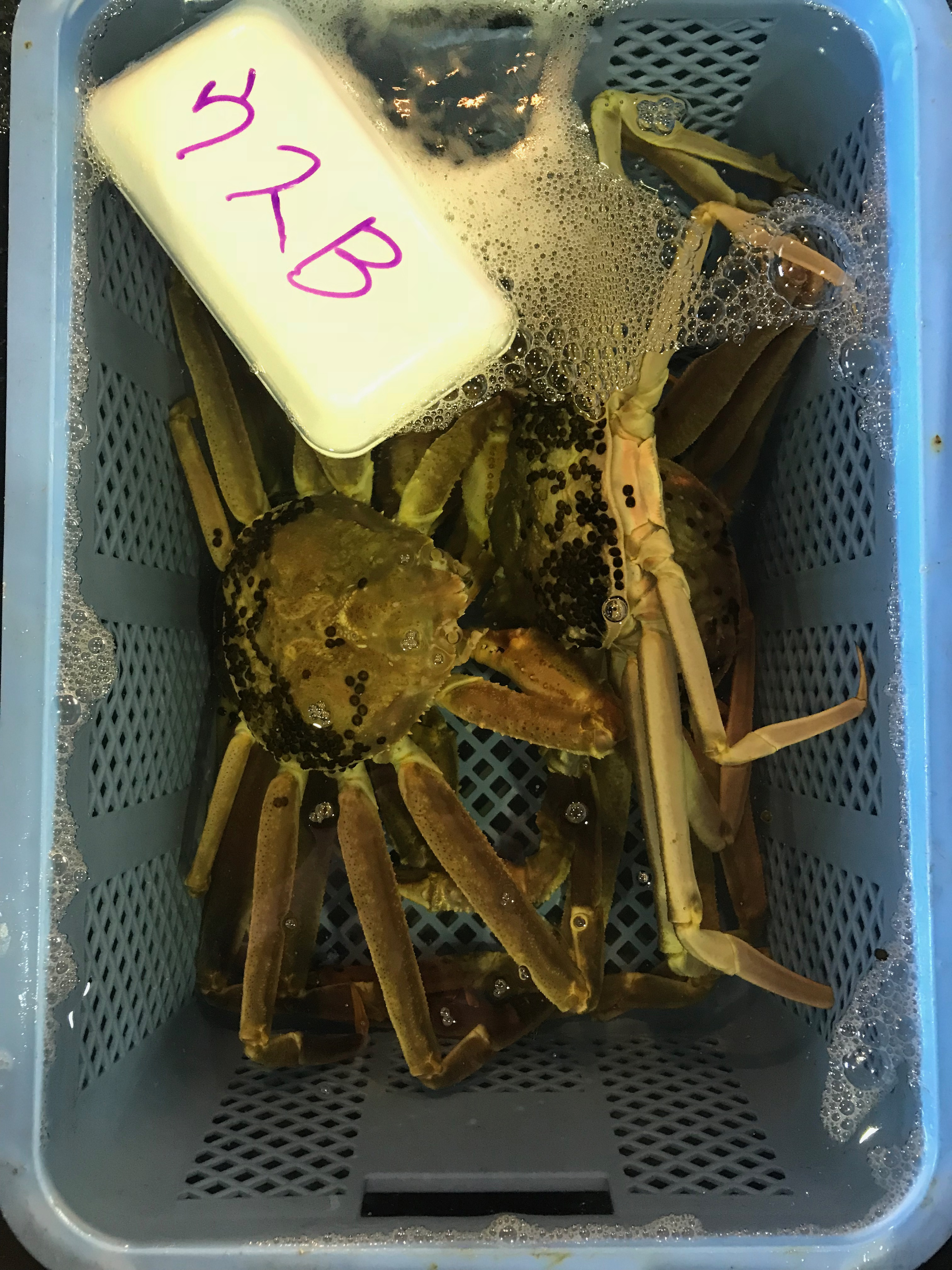 UUUO通信vol.1　冬の王様「松葉がに」