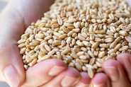 私たちの食に欠かせない"小麦"を原材料とした、商品の開発・製造を行っています。