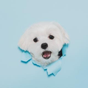おんぷ ONP