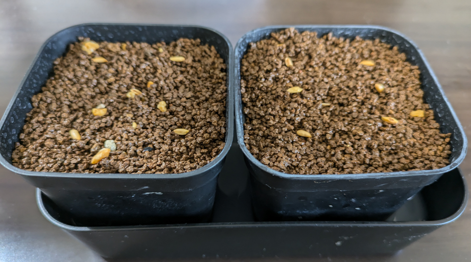 パキポディウム・グラキリス実生録 #1 | 株式会社 LINKI'N FELLOWS