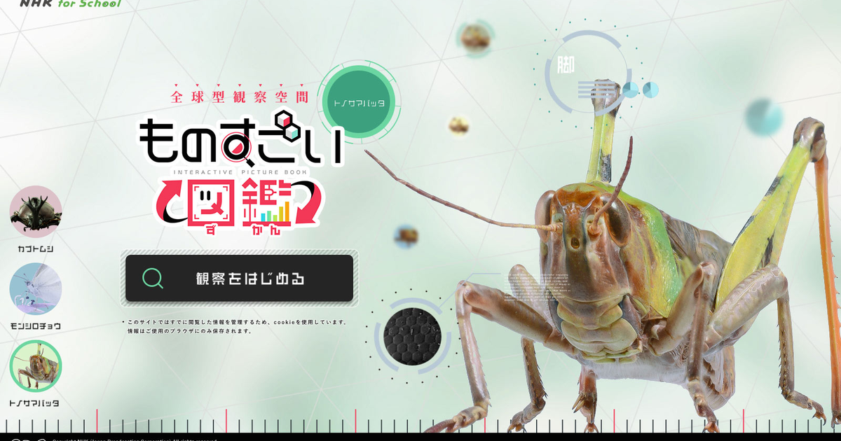 昆虫をぐるぐる回して観察しよう！NHK for School「ものすごい