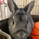 田中 紗季