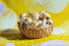 きのこが好きでたまらない方募集！その愛情を営業力に変えませんか？
