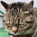 野村 舞