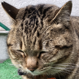 野村 舞
