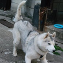 Waka