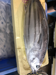 産地から直接届く究極の魚