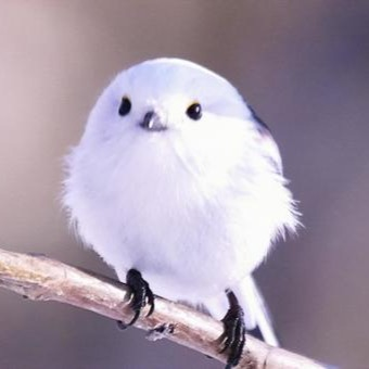 N Y