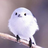 N Y