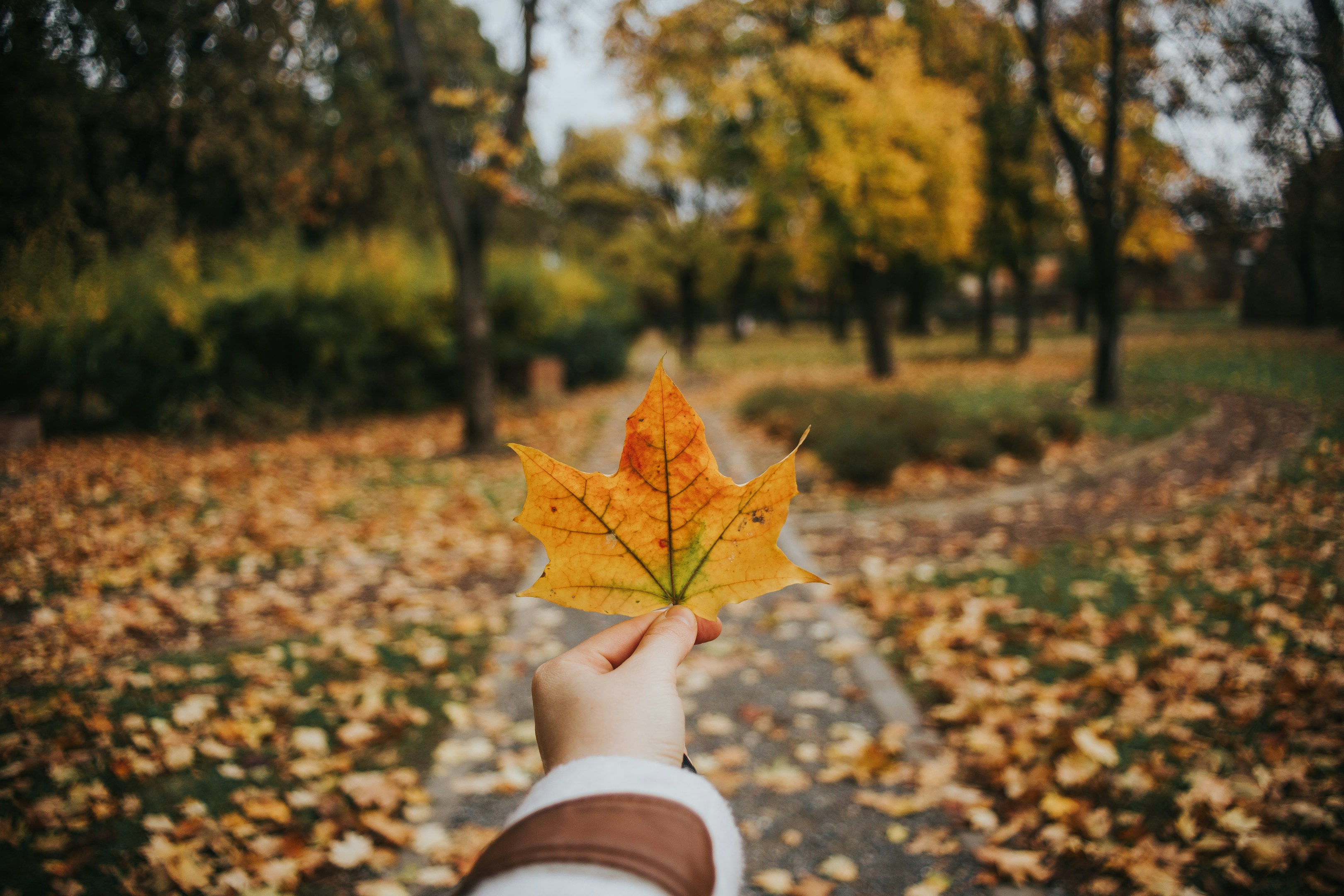 【社内イベント】食を楽しむ！秋の収穫祭を開催しました🍂