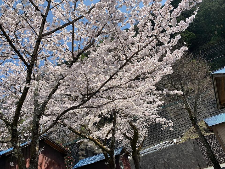 満開の桜と美味しいご飯！みんなでお花見デイキャンプに行ってきました