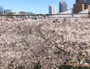 目黒川沿いのオフィスなので春には一面の桜が窓から見渡せます。