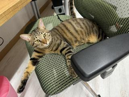 qnote オフィスの2F~4Fを猫たちは自由に闊歩しています♪