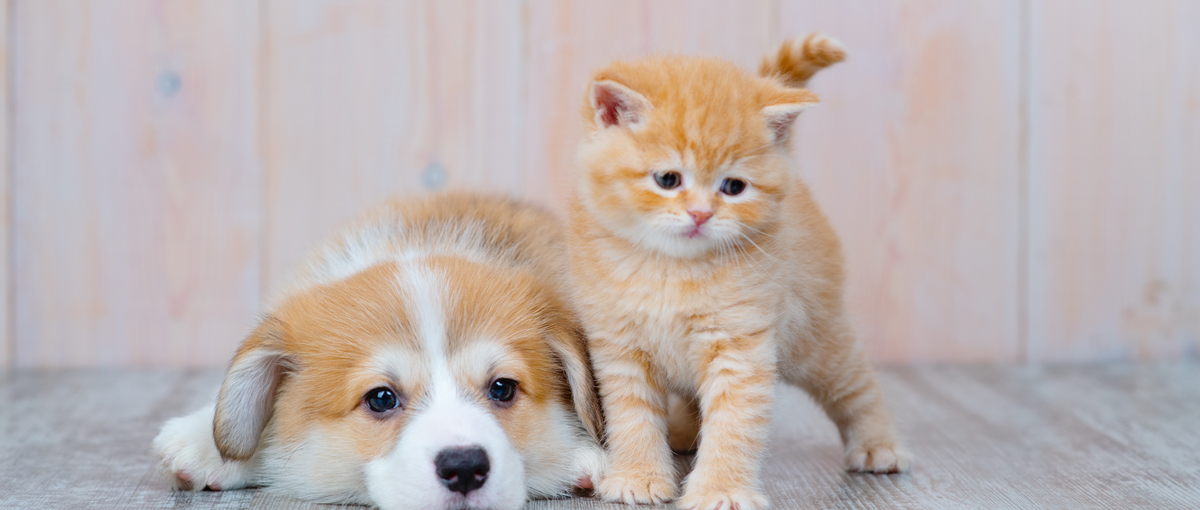 ペットTech｜AIエンジニアとして自社サービスに最新技術を！全国～業託可