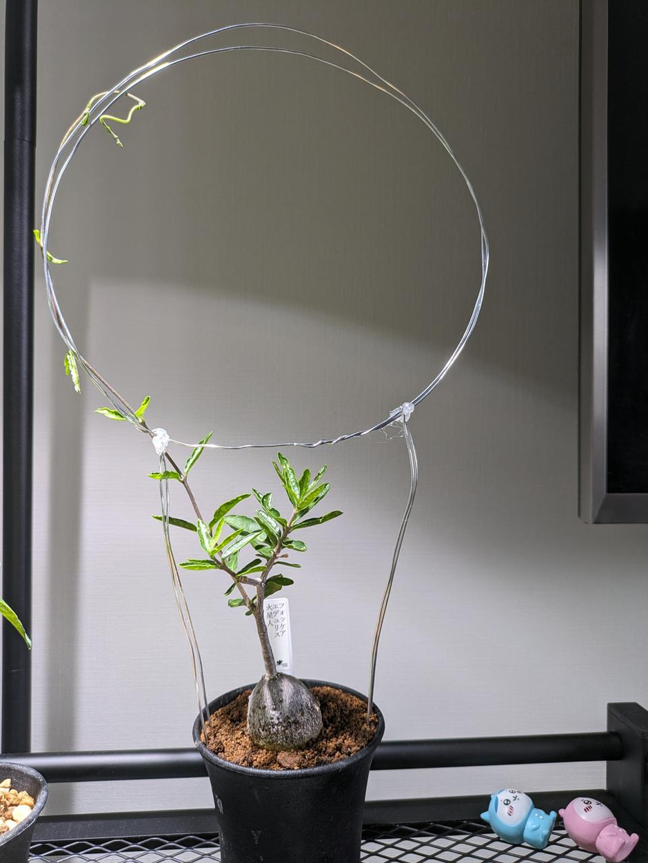 コーデックス（塊根植物）はじめました | 社員の日常：株式会社