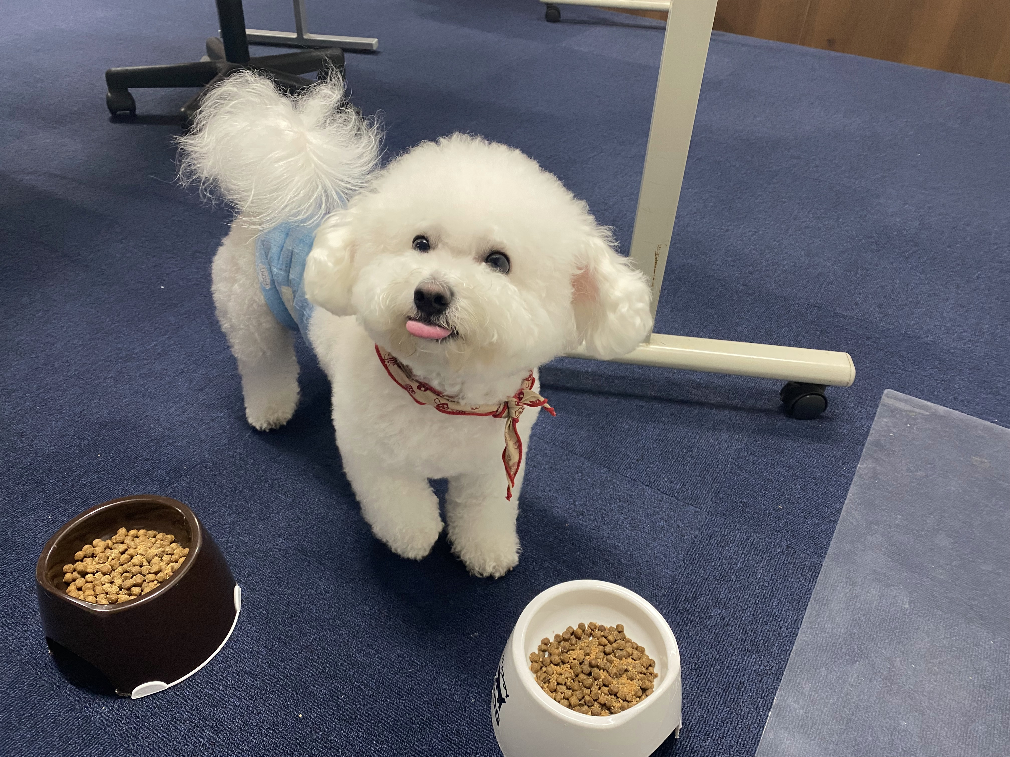 「ペット事業部」創設しました！