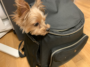 わんちゃんも出勤するワン！