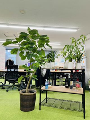 入り口では大きな観葉植物が出迎えます🪴