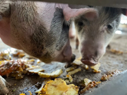 パイナップルの搾りかすを食べて育つブランド豚「南ぬ豚(ぱいぬぶた)」