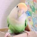 髙須  有沙