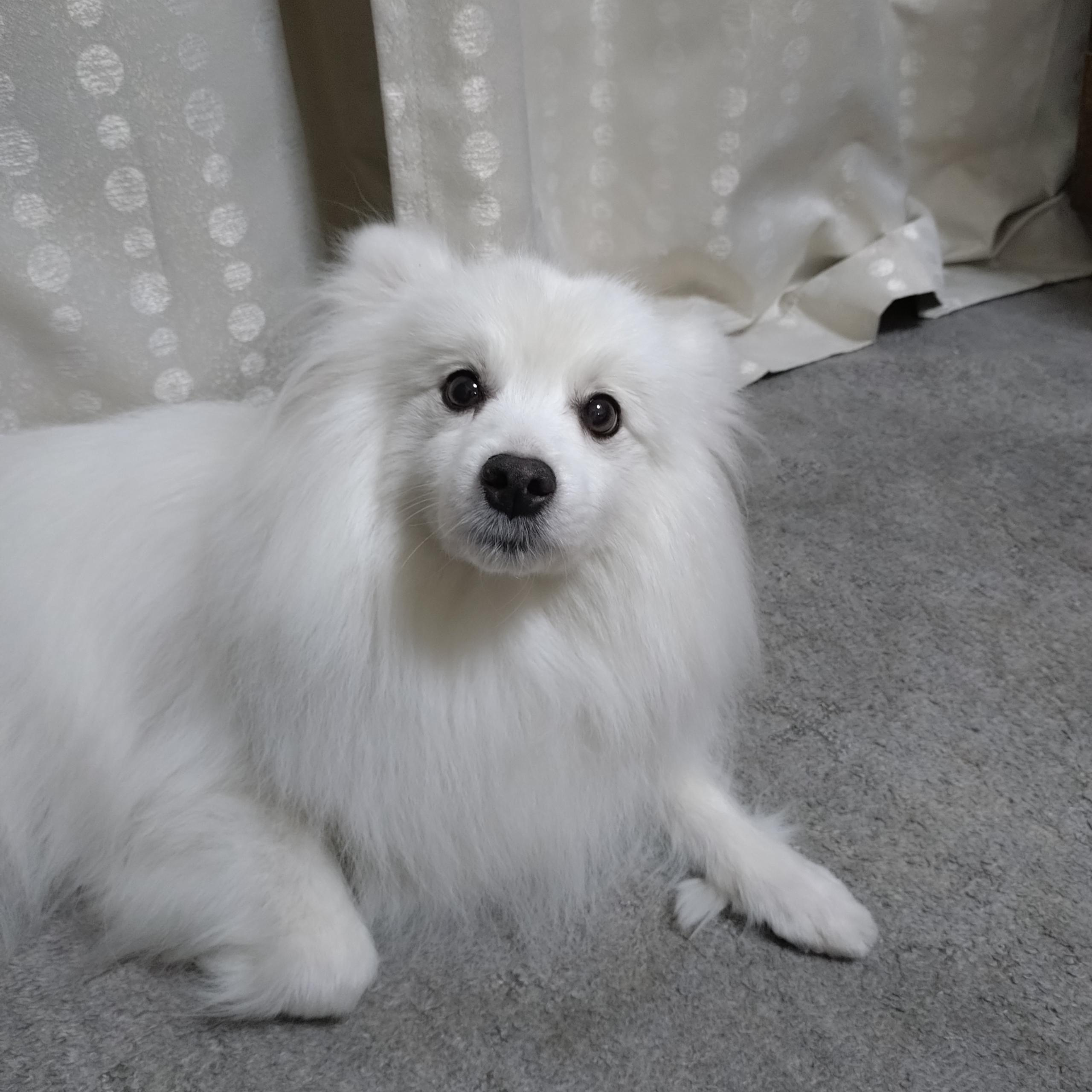 田中 佐知子