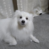 田中 佐知子