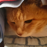 孝彰 今井