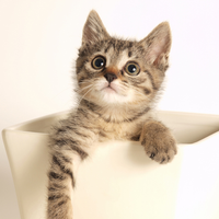 中里 綾香さんのプロフィール