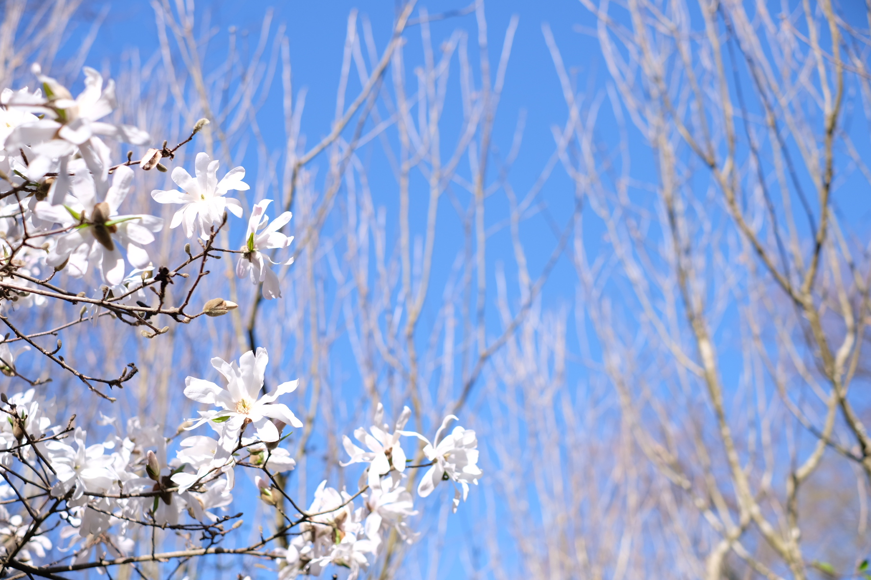 頭でなく心に従って「ライフワーク」との出会いへ