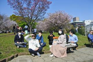 今年のお花見はお昼休憩に公園に行ってみんなでランチ