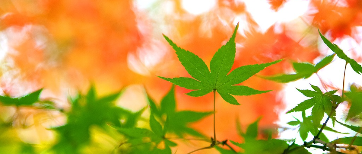 岡山勤務／技術力×人間力を磨きませんか？インフラエンジニアを目指す方募集