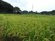 毎年田植えと稲刈りをおこなっています