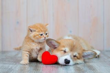 動物病院の事業継承課題へアプローチ！M&Aアドバイザー大募集！