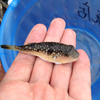 古賀勇多さんのプロフィール